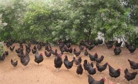 Giống g&agrave; đen c&oacute; gen qu&yacute; hiếm đẻ ra loại trứng g&agrave; vỏ m&agrave;u xanh