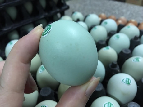 Nhưng vỏ rất d&agrave;y v&agrave; cứng, cho v&agrave;o l&ograve; nướng ch&iacute;n quả trứng vẫn giữ được m&agrave;u xanh tự nhi&ecirc;n