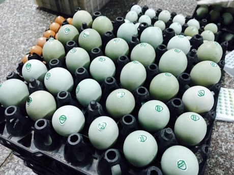 Tuy nhi&ecirc;n, loại trứng vỏ xanh hiện c&oacute; gi&aacute; kh&aacute; đắt đỏ so với c&aacute;c loại trứng g&agrave; th&ocirc;ng thường