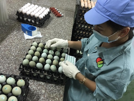 Xuất hiện trứng g&agrave; xanh si&ecirc;u lạ, mỗi ng&agrave;y b&aacute;n 10.000 quả