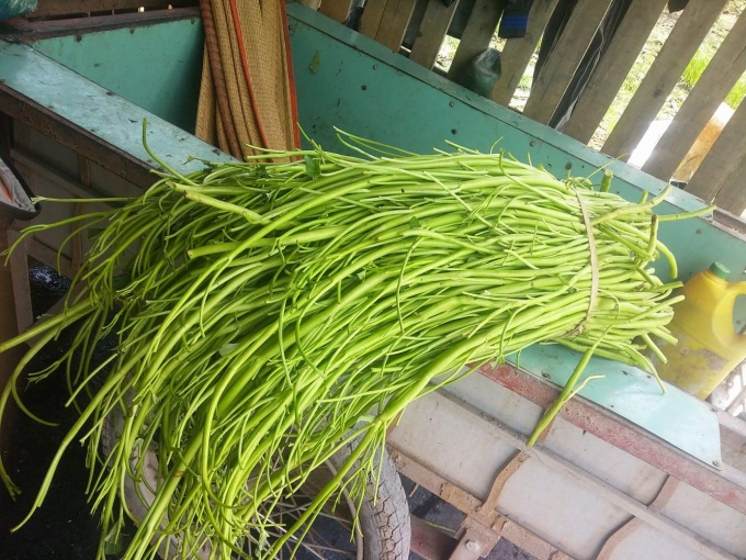 Rau muống được ng&acirc;m h&oacute;a chất để tươi xanh hơn