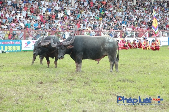 Lễ hội chọi Tr&acirc;u Đồ Sơn 2016: Kết quả bất ngờ từ trận chung kết