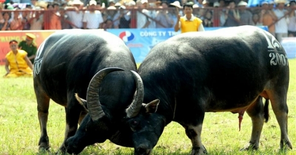 Ăn tiệc trong hang động Hạ Long, lễ hội chọi trâu hung hăng: Xâm hại những giá trị văn hóa để trục lợi