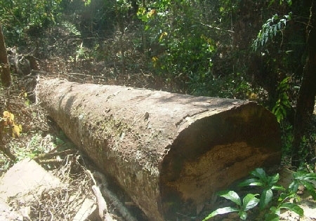 Từ vụ ph&aacute; rừng, bắt nh&oacute;m &ldquo;giang hồ&rdquo; cộm c&aacute;n. Ảnh minh họa