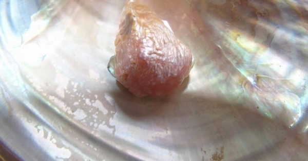 Quảng Bình: Người dân mò được ngọc trai giống hình tượng phật