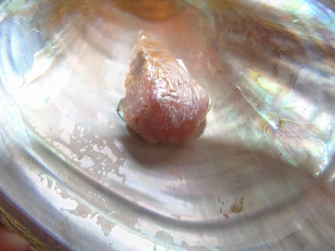 Vi&ecirc;n ngọc trai m&agrave;u hồng nhạt, nặng khoảng 100g giống h&igrave;nh tượng phật được anh B&igrave;nh ph&aacute;t hiện.