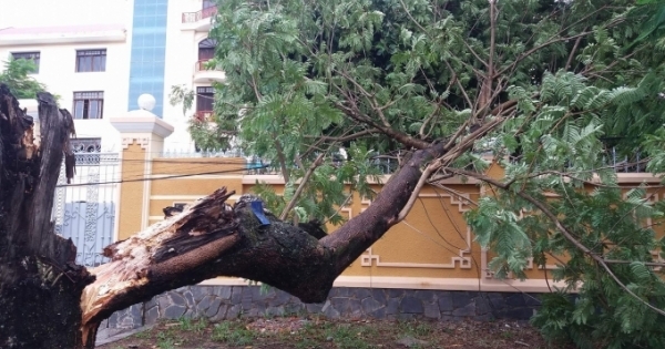 Bão số 4 khiến hàng loạt cây xanh Huế “nghiêng ngả”