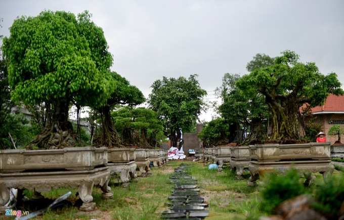 C&acirc;y cảnh trong khu&ocirc;n vi&ecirc;n nh&agrave; thờ Tổ với nhiều chủng loại c&oacute; gi&aacute; trị. Nhiều nghệ sĩ, đệ tử của Ho&agrave;i Linh cũng g&oacute;p c&ocirc;ng, d&acirc;ng c&uacute;ng c&acirc;y cảnh.