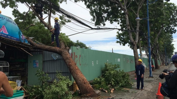 C&acirc;y x&agrave; cừ bật gốc đ&egrave; v&agrave;o tiệm b&aacute;n chim tr&ecirc;n đường Trường Chinh