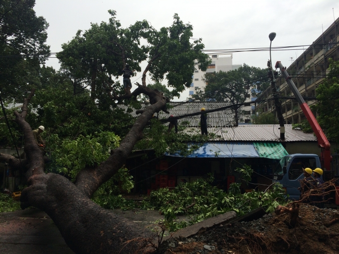 C&acirc;y x&agrave; cừ đổ đ&egrave; nh&agrave; d&acirc;n tr&ecirc;n đường T&acirc;n Phước v&agrave;o chiều 12/9.