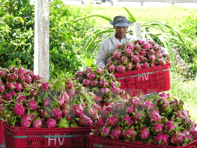 Thu hoạch thanh long ở B&igrave;nh Thuận. Ảnh: Nguyễn Thanh/TTXVN