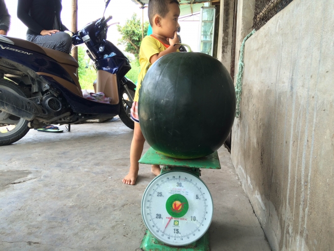 Dưa hấu &ldquo;khủng&rdquo; c&oacute; c&acirc;n nặng l&agrave; 17,1kg.