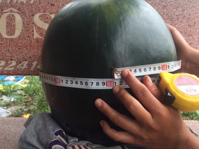 Tr&aacute;i dưa hấu &ldquo;khủng&rdquo; c&oacute; đường k&iacute;nh l&agrave; 1m.