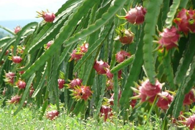 S&aacute;u loại quả 100% thuần Việt, ăn thoải m&aacute;i kh&ocirc;ng d&iacute;nh độc