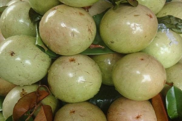 S&aacute;u loại quả 100% thuần Việt, ăn thoải m&aacute;i kh&ocirc;ng d&iacute;nh độc