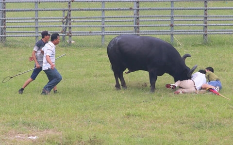 Đại biểu Quốc hội Trần Thị Quốc Khánh: “Xã hội văn minh không chấp nhận những lễ hội bạo lực”