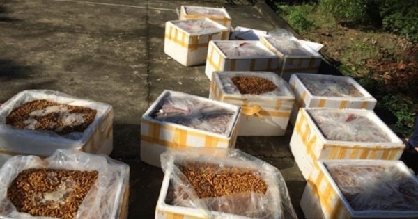 Nghệ An: Xe khách vận chuyển hơn 500 kg nhộng tằm bốc mùi hôi thối bị bắt giữ
