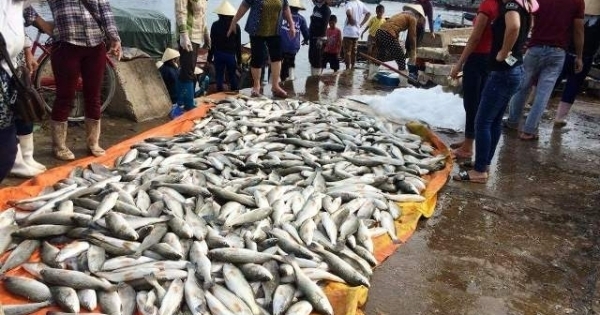 Bộ TN&MT yêu cầu báo cáo nguyên nhân 50 tấn cá chết trước ngày 20/9