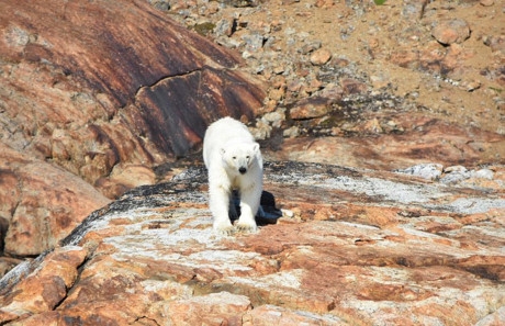 Ch&iacute;nh điều n&agrave;y đ&atilde; t&aacute;c động rất lớn tới sự tồn tại của lo&agrave;i gấu Bắc cực.