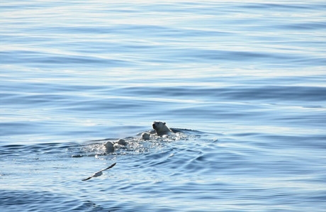 Những ch&uacute; gấu Bắc cực di chuyển tr&ecirc;n những phiến đ&aacute; trơ trụi, kh&ocirc;ng tuyết, thậm ch&iacute; c&ograve;n bới dưới l&agrave;n nước m&ecirc;nh m&ocirc;ng kh&ocirc;ng hề phủ băng tuyết.