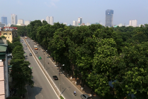 Hàng c&acirc;y xà cừ c&ocirc;̉ thụ b&ecirc;n đường Kim Mã, cạnh h&ocirc;̀ Thủ L&ecirc;̣ sẽ được đánh chuy&ecirc;̉n đ&ecirc;̉ tái sử dụng. Ảnh: Bá Đ&ocirc;.