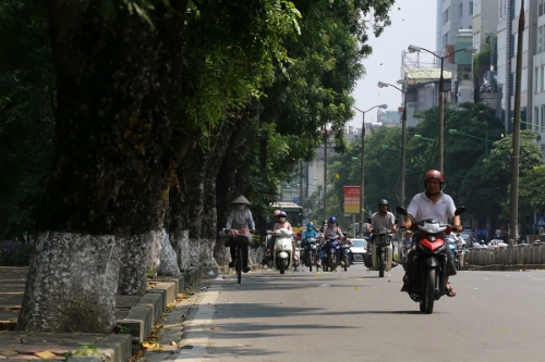 Chi phí đánh chuy&ecirc;̉n có th&ecirc;̉ l&ecirc;n tới hàng chục tri&ecirc;̣u đ&ocirc;̀ng cho m&ocirc;̃i c&acirc;y xà cừ. Ảnh: Bá Đ&ocirc;.