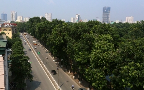 Đơn vị di chuyển xà cừ cổ thụ ở Hà Nội 