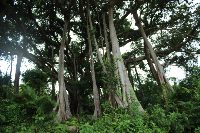 Đ&agrave; Nẵng quyết định khởi tố vụ &aacute;n h&igrave;nh sự &ldquo;Vi phạm c&aacute;c quy định về khai th&aacute;c v&agrave; bảo vệ rừng&rdquo; tại Khu bảo tồn thi&ecirc;n nhi&ecirc;n Sơn Tr&agrave; (Đ&agrave; Nẵng). Ảnh V&acirc;n Trương.