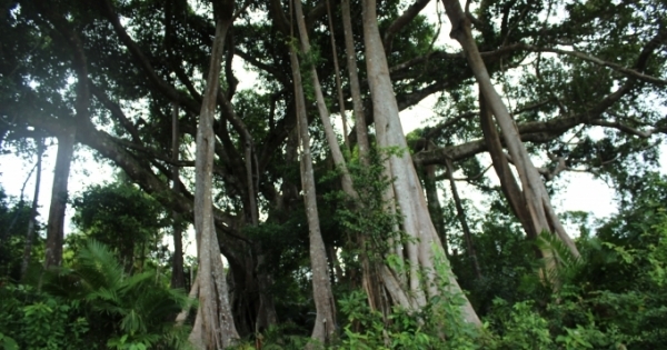 Đà Nẵng: Khởi tố vụ án khai thác rừng Sơn Trà trái phép