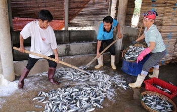 Hải sản miền Trung sống tầng đáy trong 20 hải lý chưa an toàn