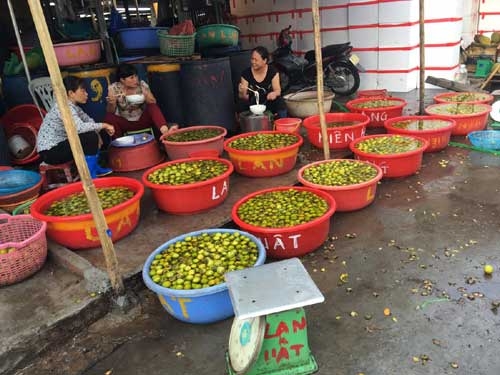 Hồng Lạng Sơn được d&acirc;n bu&ocirc;n ng&acirc;m trong chậu nước cho hết vị ch&aacute;t.