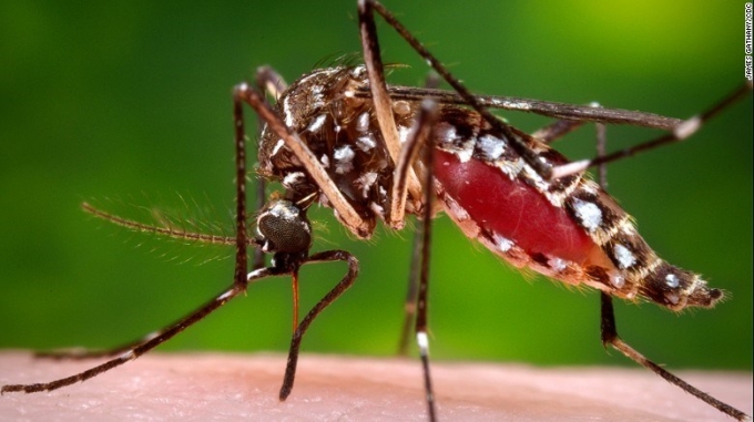 Trước t&igrave;nh h&igrave;nh dịch bệnh do virus Zika diễn biến phức tạp, Bộ trưởng Y tế 10 nước ASEAN đ&atilde; họp khẩn b&agrave;n phương &aacute;n đối ph&oacute;. Ảnh: minh họa