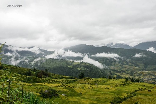 Ruộng bậc thang ở Y T&yacute; v&agrave; một số x&atilde; l&acirc;n cận như A M&uacute; Sung, A L&ugrave;, Ngải Thầu&hellip; rất đẹp. Ch&uacute;ng như những đợt s&oacute;ng tr&agrave;n theo những triền n&uacute;i ch&ecirc;nh v&ecirc;nh, chảy thoải xuống tận thung lũng như một biển v&agrave;ng ng&uacute;t ng&agrave;n. &nbsp; &nbsp;&nbsp;