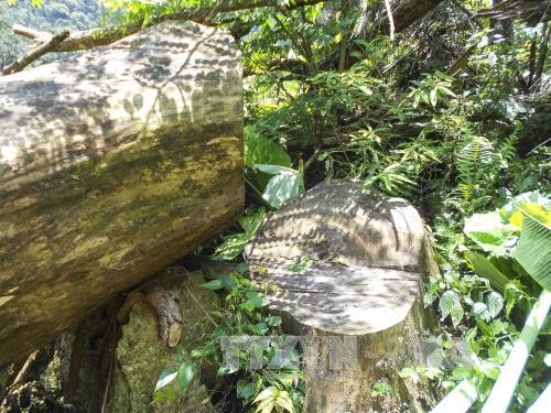 Th&acirc;n gỗ nghiến c&oacute; đường k&iacute;nh lớn bị cưa xẻ. Ảnh: Xu&acirc;n Tư/TTXVN