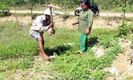 Cuộc sống của người d&acirc;n t&aacute;i định cư Thủy điện A Lưới bế tắc v&igrave; đất đai được cấp qu&aacute; cằn cỗi. Ảnh: An Sơn