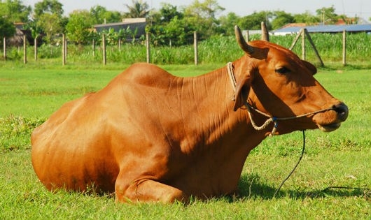 H&igrave;nh minh họa.