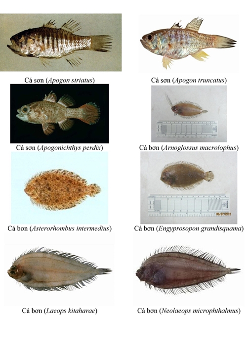 154 loại hải sản miền Trung khuyến c&aacute;o kh&ocirc;ng n&ecirc;n ăn
