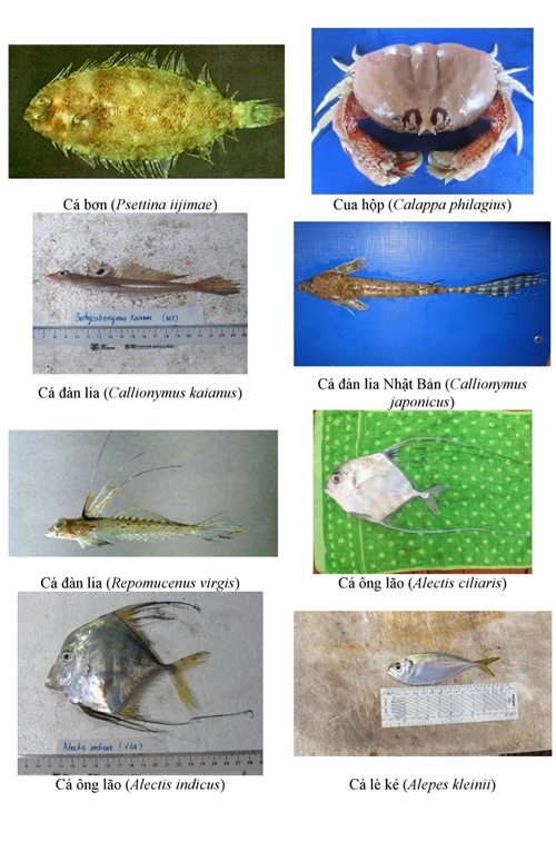 154 loại hải sản miền Trung khuyến c&aacute;o kh&ocirc;ng n&ecirc;n ăn