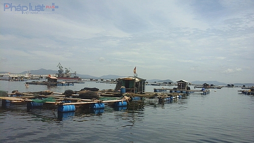 Ng&agrave;y 8/9, tổng số 21 hộ nu&ocirc;i c&aacute; lồng tại x&atilde; đảo Nghi Sơn đ&atilde; bị thiệt hại gần 50 tấn c&aacute; lồng. (Ảnh: A.Thắng)