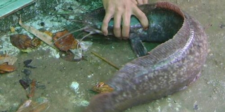 Câu được cá trê 