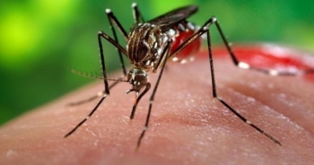 Bộ Y tế gửi công điện khẩn yêu cầu tăng cường công tác phòng chống virus Zika