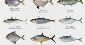 Những loại cá biển miền Trung an toàn để ăn