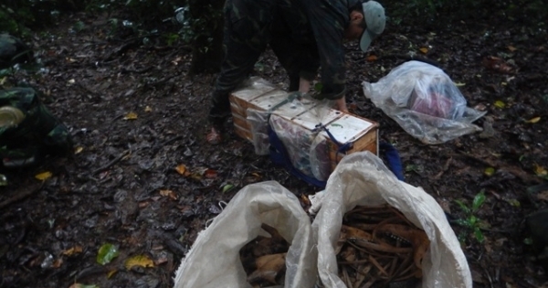 Phát hiện vụ vẩn chuyển động vật hoang dã trong VQG Phong Nha - Kẽ Bàng