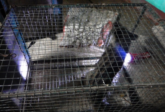 C&aacute;c c&aacute; thể Cầy v&ograve;i hương qu&yacute; hiếm đang được chăm s&oacute;c để t&aacute;i thả lại tự nhi&ecirc;n.