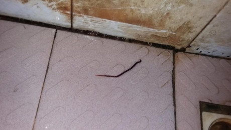 Kh&ocirc;ng chỉ v&agrave;ng đục, nước ở đ&acirc;y c&ograve;n lẫn cả giun, loăng quăng.