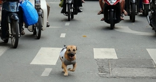 Chó gây “tai nạn”, chủ phải bồi thường