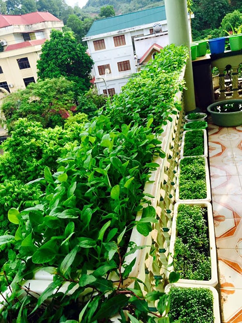 Một mặt th&agrave;nh tường tr&ecirc;n ban c&ocirc;ng trồng rau sạch của gia đ&igrave;nh chị H&ograve;a.