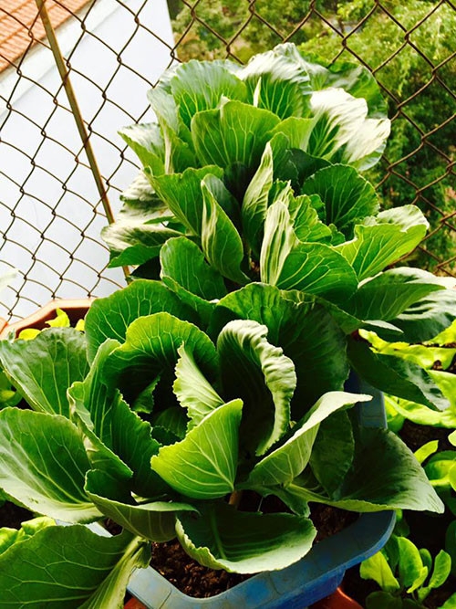 Từng l&aacute; cải bắt đầu cuốn l&aacute; để tạo th&agrave;nh chiếc bắp cải to bự