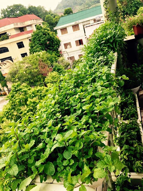 Tr&aacute;i c&agrave; chua xanh- ch&iacute;n vỏ b&oacute;ng mượt v&agrave; trĩu quả