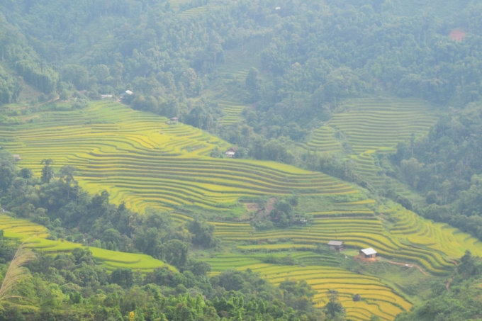 Ch&ugrave;m ảnh: Ho&agrave;ng Su Ph&igrave; v&agrave;o m&ugrave;a c&aacute; ch&eacute;p ruộng